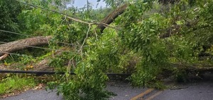 [Closeup, power lines under trees on Quarterman Road 2023-09-01]