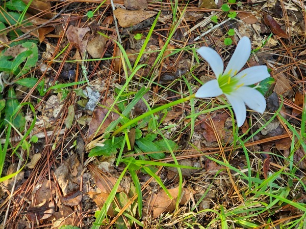 [Treat's Rain Lily]