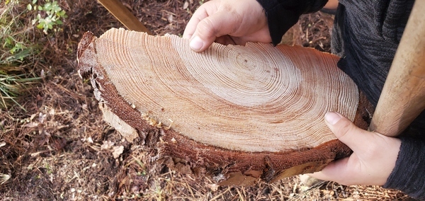 [Pine tree wedge]