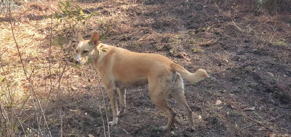 [Blondie the fire dog]