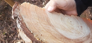 [Closeup pine tree wedge]