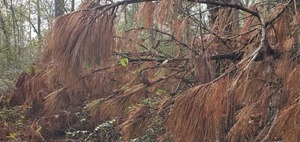 [Clearly a loblolly: small cones and short needles]