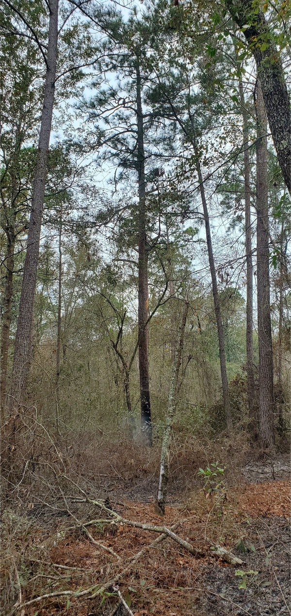 This tall loblolly was on fire