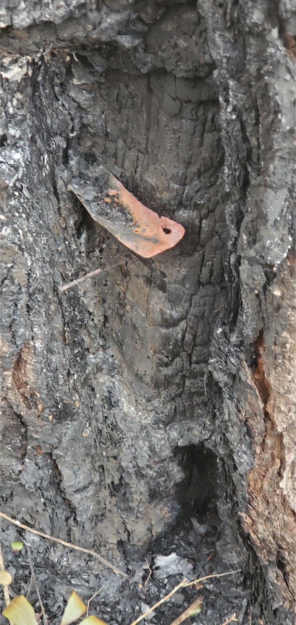 Remains of turpentine guide inside the tree