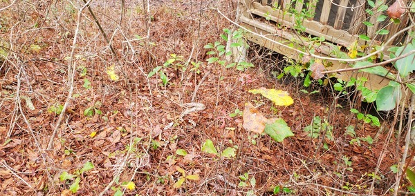 Snake in leaves