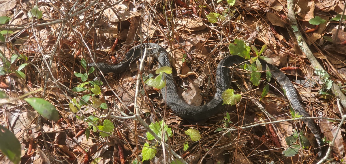Snake with grapevine