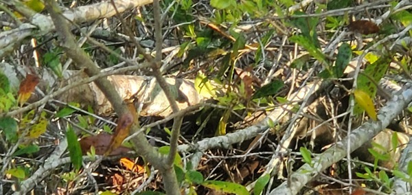 [Dove nest, 25 feet up]