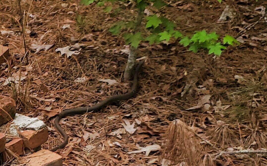 Snake-in-the-leaves