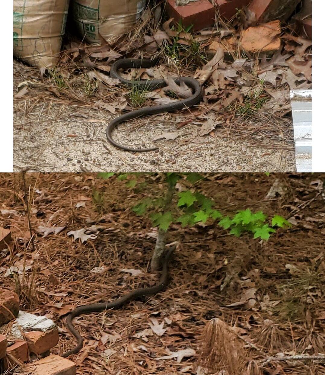 Snake in the bricks and in the leaves