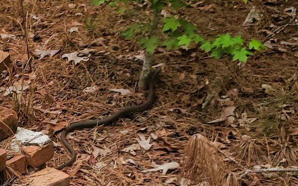 Snake-in-the-leaves