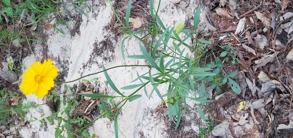 Lance-leaved coreopsis 2024-04-28