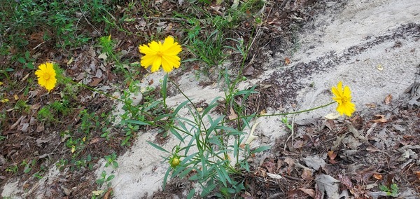 Coreopsis lanceolata 2024-05-02