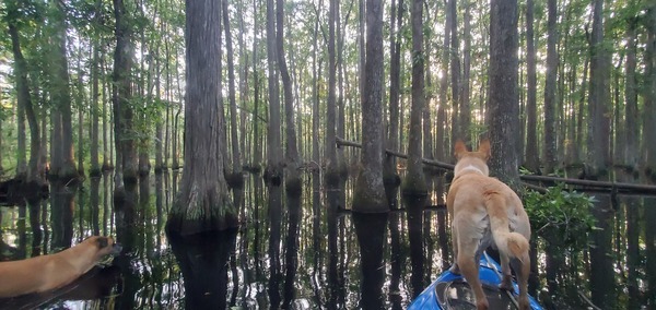 Onwards into the swamp with Honeybun and Blondie