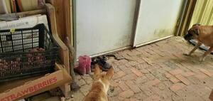 [Movie: Snake and dogs (12M)]