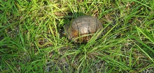 [Turtle front]