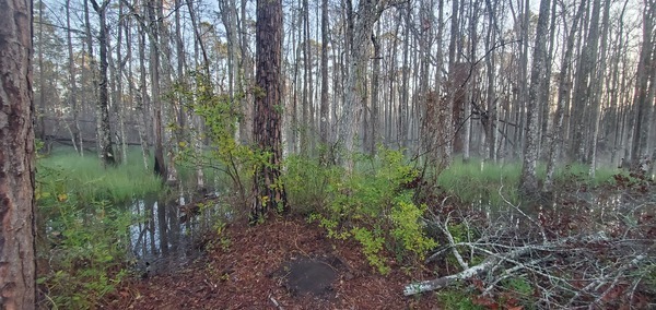 Foggy Cypress Swamp