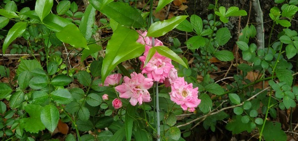 [Barney Ray roses]