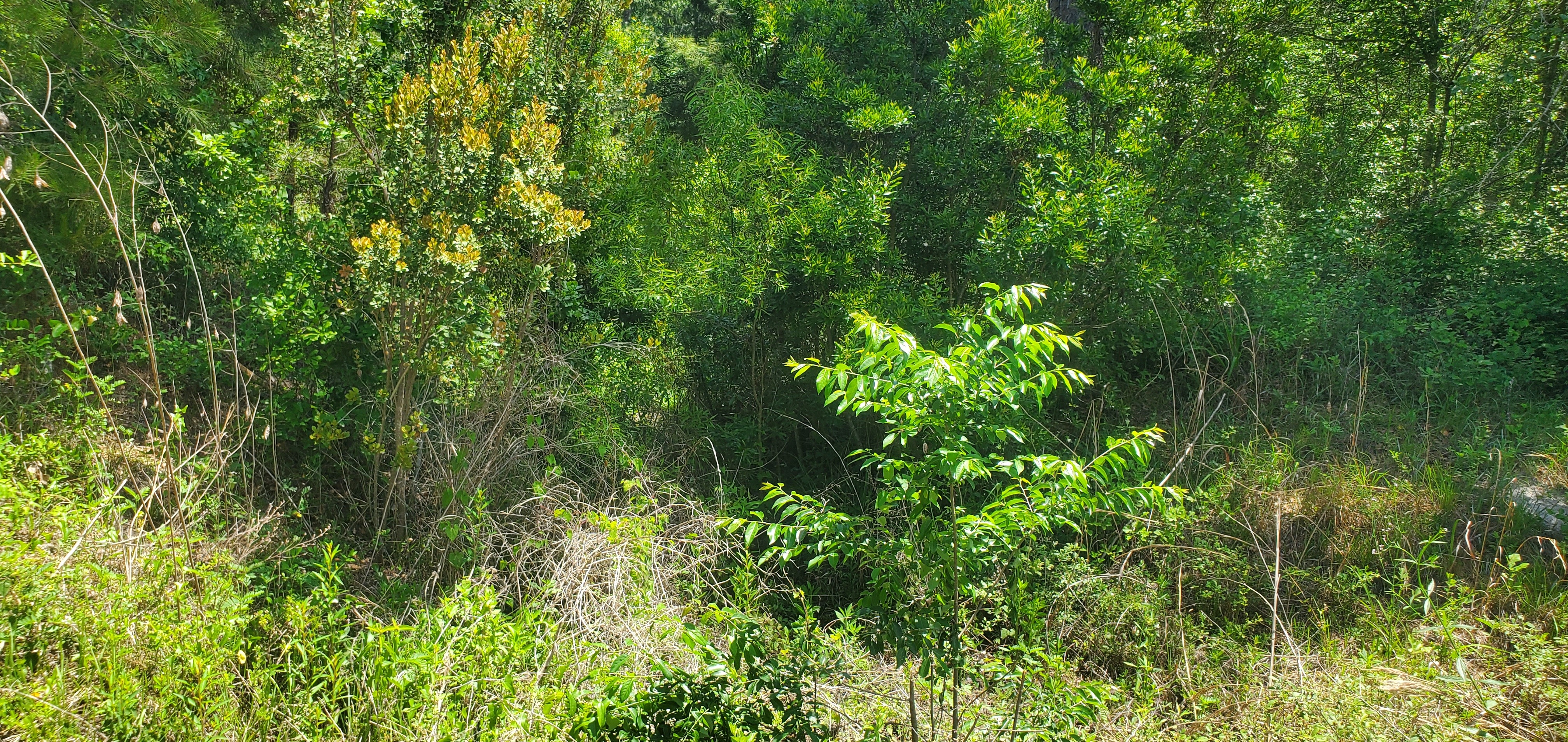 Closeup: Near Hambrick Road