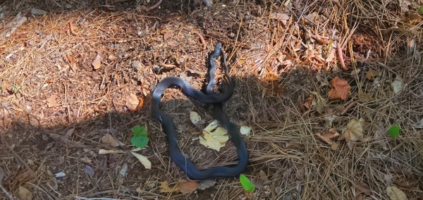 [Snake]