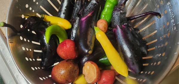 [Potatos, eggplant, zucchini, yellow squash, green chili peppers]