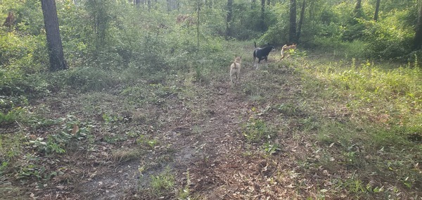 Blondie leads them to the garden