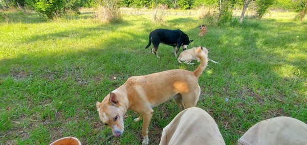 Blondie, Sky, River, Honeybun