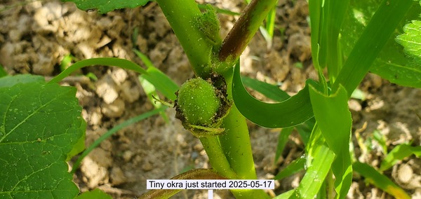 [Tiny okra just started 2025-05-17]