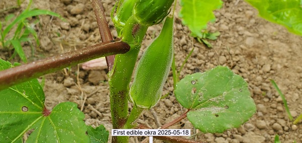 [First edible okra 2025-05-18]