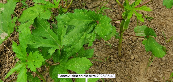 [Context, first edible okra 2025-05-18]