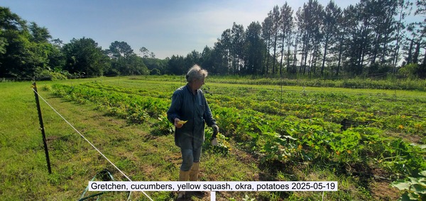 [Gretchen, cucumbers, yellow squash, okra, potatoes 2025-05-19]