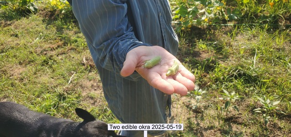 [Two edible okra 2025-05-19]