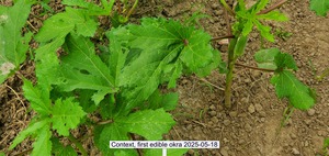 [Context, first edible okra 2025-05-18]