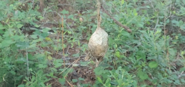 [Pupa of yellow garden spider]