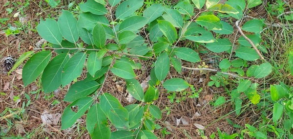 [American Persimmon, Diospyros virginiana]