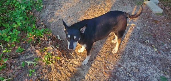 [River and her buried armadillo]