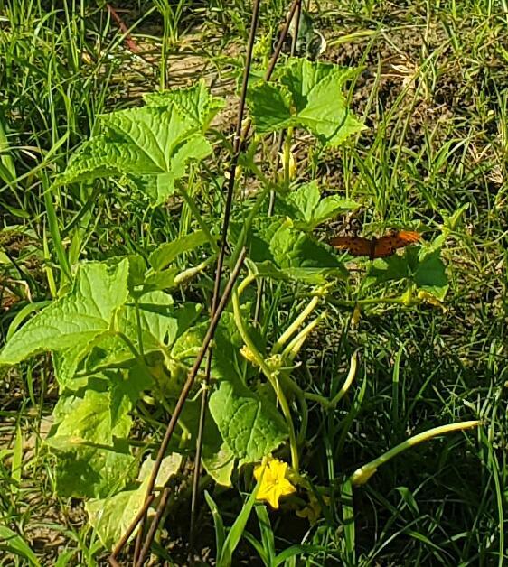 [Gulf fritillary]