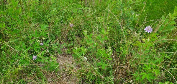 [Climbing on blackberry bushes]