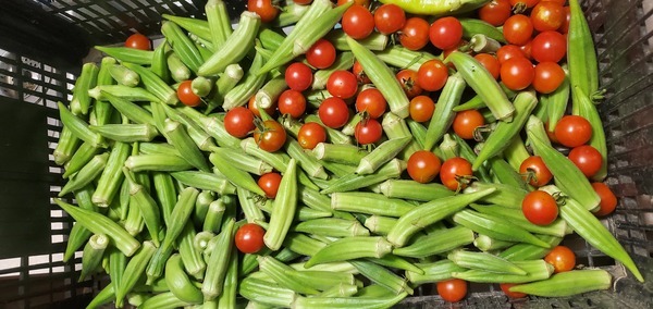 [Okra and tomatoes]
