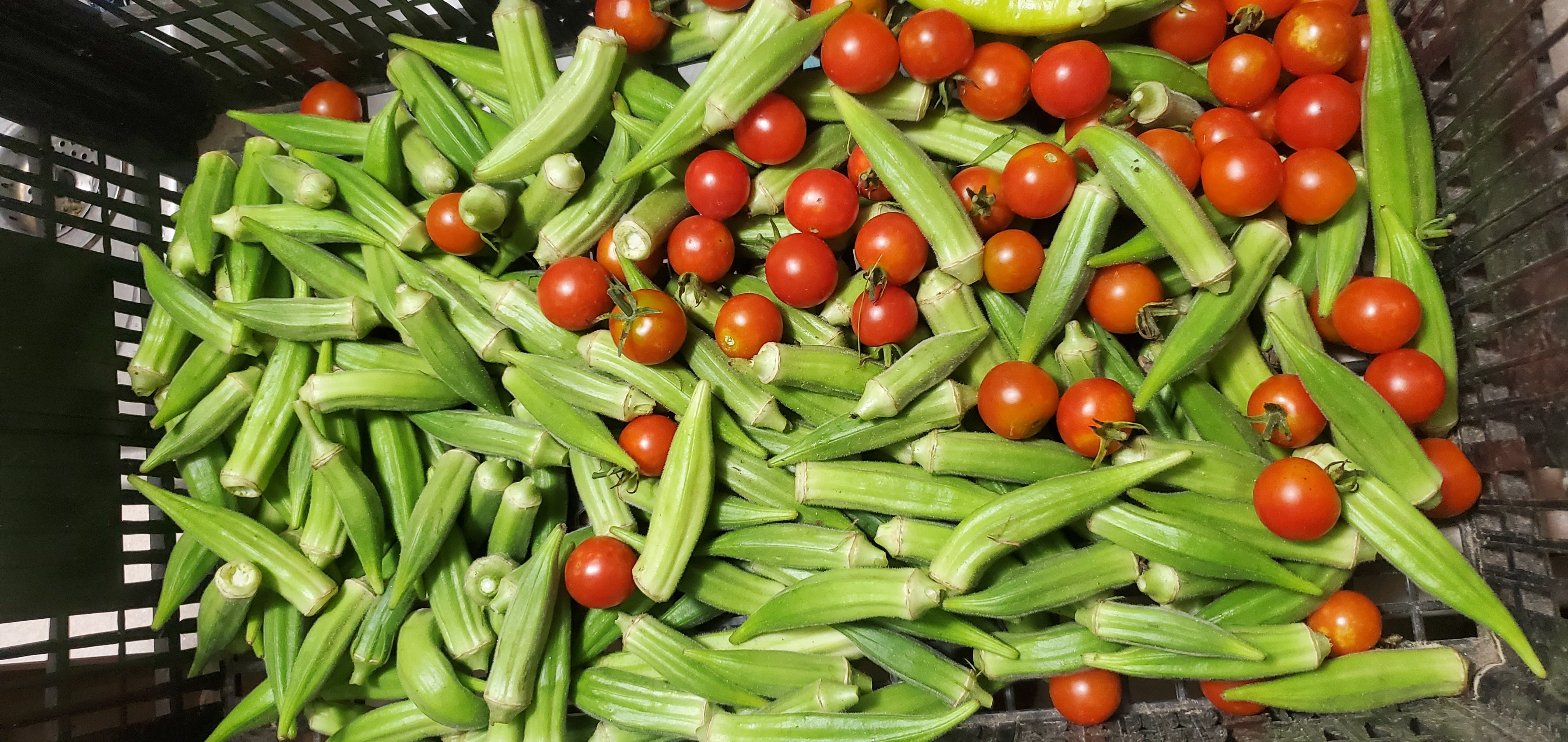 Okra and tomatoes