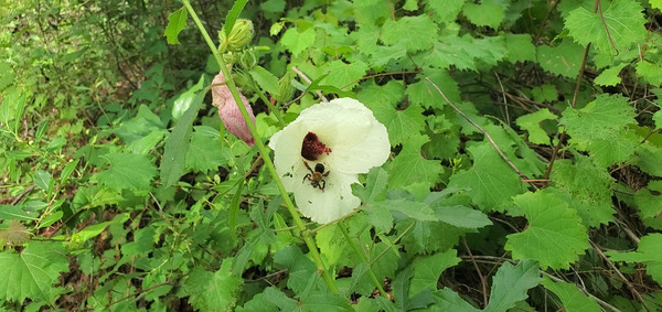 [Bee]