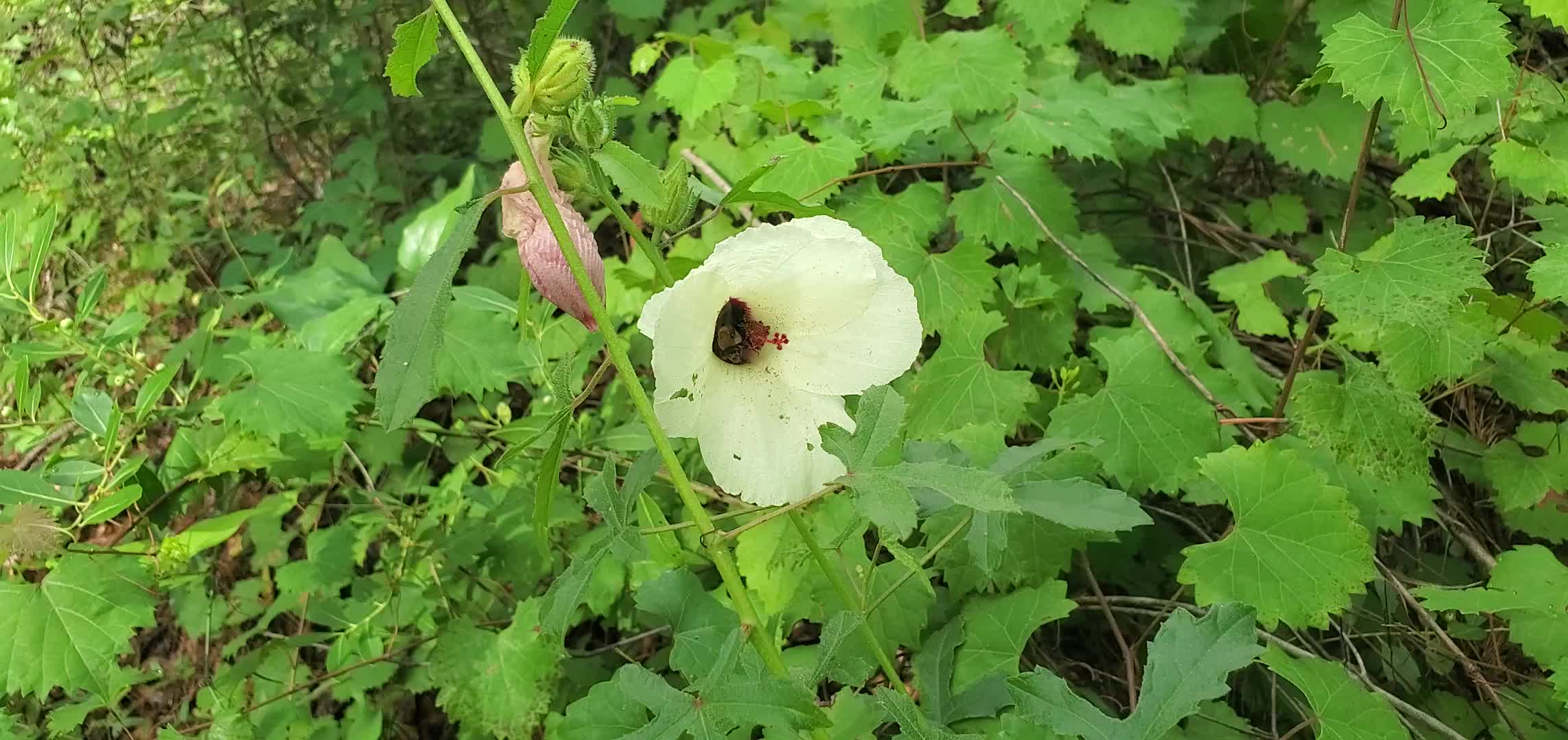 Movie: Flower