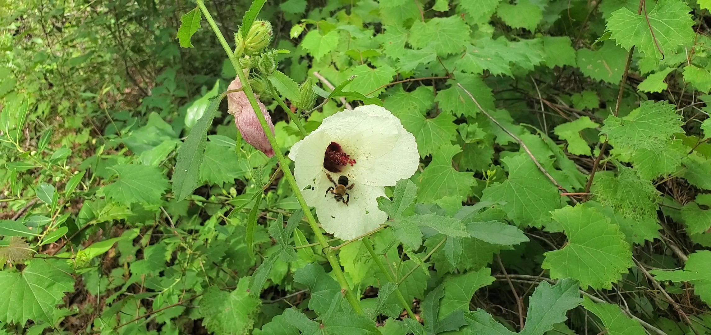 Bee