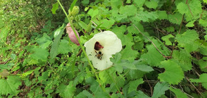 [Bee]