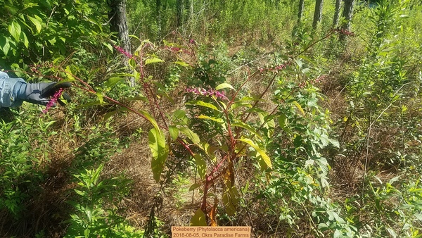 [Pokeberry (Phytolacca americana), 2018-08-05]