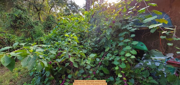 [Berries of Callicarpa americana, 2020-10-04]