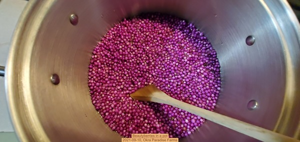 [Beautyberries in a pot, 2021-09-10]