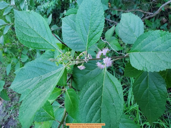 [Color, Beautyberry (Callicarpa americana), 2022-05-29]