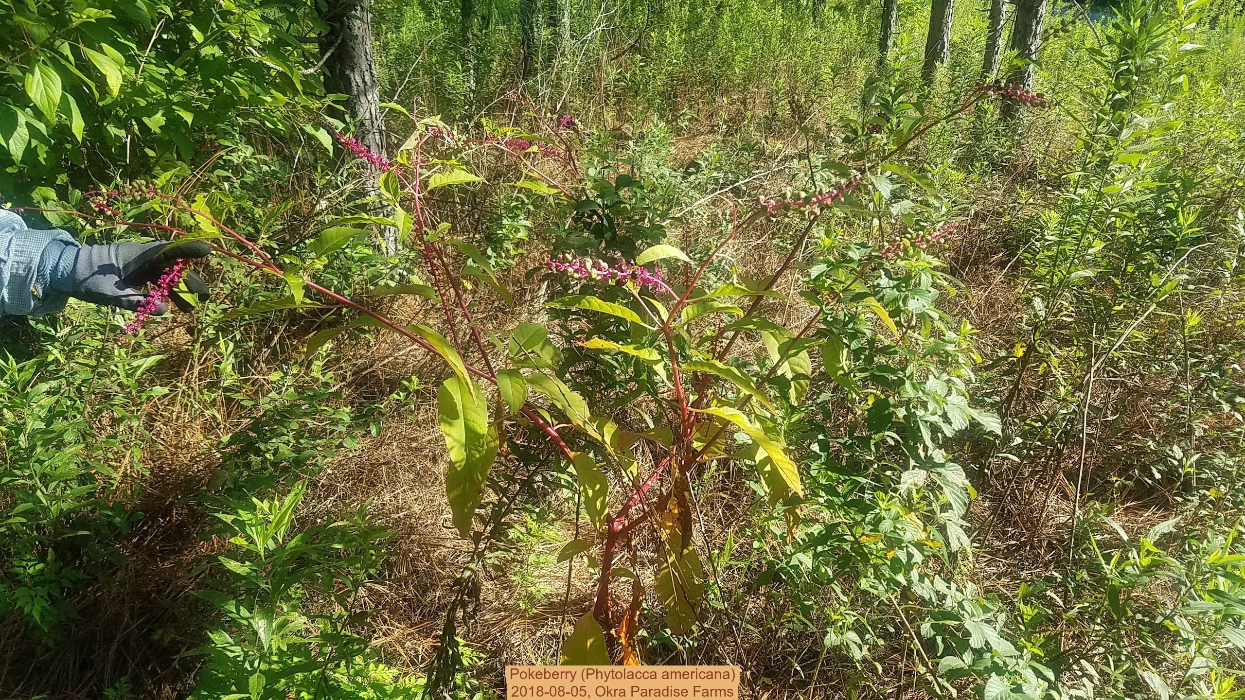 Pokeberry (Phytolacca americana), 2018-08-05, Okra Paradise Farms