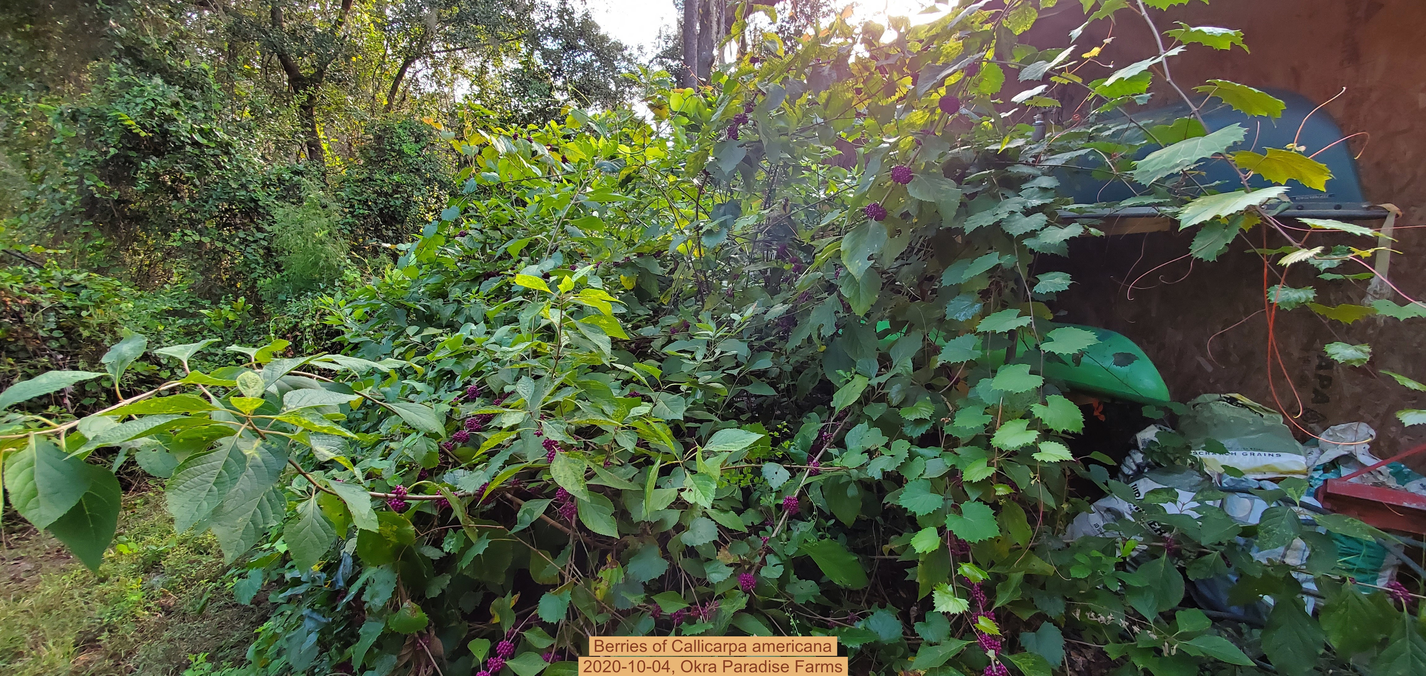 Berries of Callicarpa americana, 2020-10-04, Okra Paradise Farms