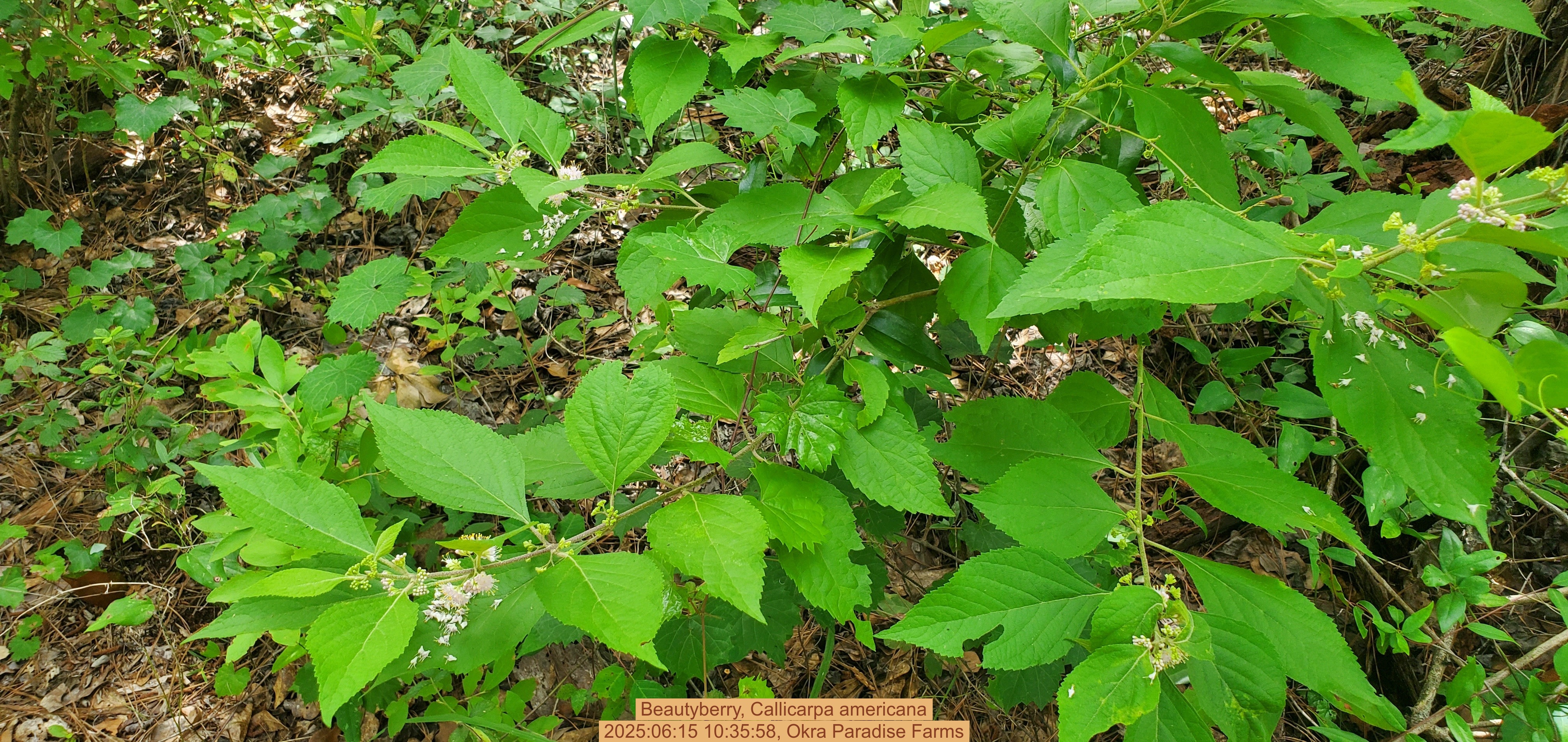 Beautyberry, Callicarpa americana, 2025:06:15 10:35:58, Okra Paradise Farms
